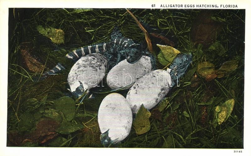 Aligator eggs hatching, Florida