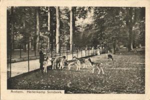 Arnhem, Hertenkamp Sonsbeek / deer camp (EK)