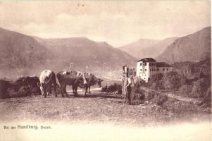 Haselburg, Bozen, cows grazing