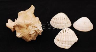 Akvárium kellékek: 3 db kagyló + 1 db csigaház