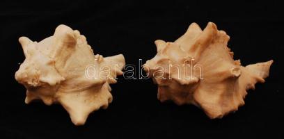 Akvárium kellékek: 2 db csigaház