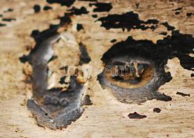 Ezüst (Ag.) talpas ólomkristály váza, jelzett, apró csorbával, m:20 cm