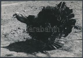 cca 1932 Kinszki Imre (1901-1945): Pulykakas, pecséttel jelzett vintage fotóművészeti alkotás, 10,5x15,5 cm