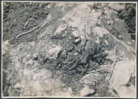 cca 1932 Kinszki Imre (1901-1945): Farkaspók, pecséttel jelzett, aláírt vintage fotóművészeti alkotás, 17,5x12,5 cm