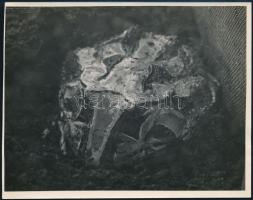 cca 1932 Kinszki Imre (1901-1945): Óriás szarvasbéka, pecséttel jelzett, aláírt vintage fotóművészeti alkotás, 13x16 cm