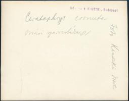 cca 1932 Kinszki Imre (1901-1945): Óriás szarvasbéka, pecséttel jelzett, aláírt vintage fotóművészet...