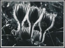 cca 1974 Balla András: Bimbók, a szerző által feliratozott vintage fotóművészeti alkotás, 18x24 cm