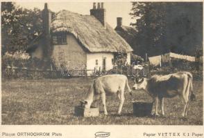 Belgian landscape, folklore, cows (non PC) (gluemark)