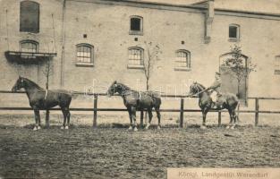 Warendorf, Landgestütt / stud farm (EK)