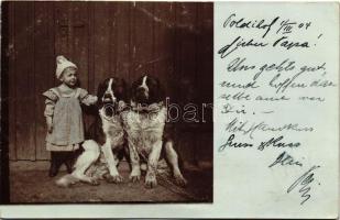 1904 Little child with St. Bernard dogs photo (EK)