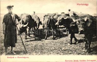 Hortobágy, Bivalyok, kiadja Eperjesy István
