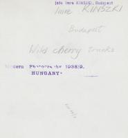 cca 1937 Kinszki Imre (1901-1945): Wild Cherry Trunks, feliratozott, pecséttel jelzett  vintage fotó...