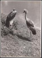 Reich Péter Cornel: Ismerkedés, vintage fotó, pecséttel jelzett, 23x17 cm