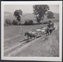 cca 1930 Gőzgép vontatása 2 lóval és 4 igavonó barommal, 6x6 cm