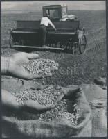 cca 1965 A jó termés feltétele a jó vetőmag, 22x17 cm