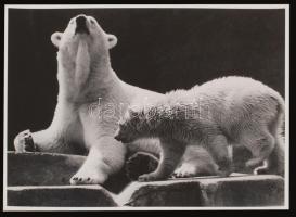 cca 1980 Magyar Alfréd: Medvék, a szerző által feliratozott vintage fotóművészeti alkotás, 29x40