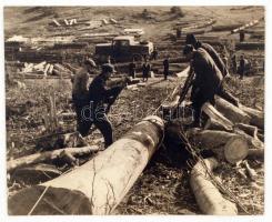 cca 1950 Fakitermelők, kartonra kasírozva, 23x29 cm