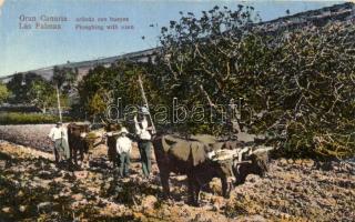 Las Palmas, Ploughing with oxen, folklore (fl)
