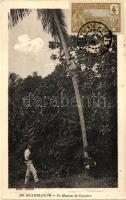 Un Monteur de Cocotiers / Coconut climber from Guadeloupe, folklore