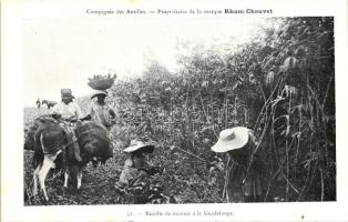 Guadeloupe folklore, cassava harvest (b)