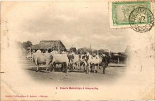 Ampanihy, 8 Boeufs Mahafalys / oxen, TCV card