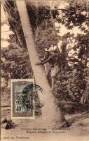 Malagasy folklore from Madagascar, Coconut tree climber (EK)