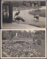 1934 Sétálgató pávák a kertben, 2 db fotólap, 14x9 cm