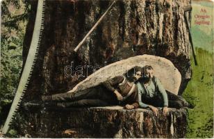 An Oregon sapling, lumberjacks, saw, humour (EK)