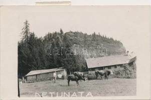 1937 Detonáta, szarvasmarha telep / cattle farm