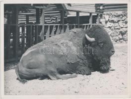 cca 1940 Reich Péter Cornel: Amerikai bölény Budapesten, jelzés nélküli fotó a szerző hagyatékából, 18x24 cm