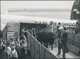 cca 1961 Különleges repülőgépjárat érkezett Londonból Ferihegyre, 12 szarvasmarhát hozott Magyarországra fajtanemesítésre, az &amp;#8222;utasok&amp;#8221; útlevél helyett marhalevelet mutattak fel a határőröknek, 17x23 cm