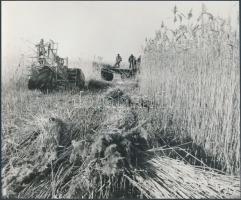 cca 1975 Nagyüzemi nádaratás a Velencei-tavon, széles kerekű mocsárjáró kombájnnal, 17x20 cm