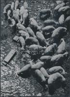 1940 Szendrő István (1908-2000): Birkanyáj itatása, jelzetlen vintage fotó a szerző hagyatékából, 17x23 cm