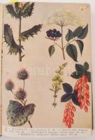 Varró Aladár Béla: Gyógynövények gyógyhatásai. Hazai gyógynövényeink ismertetése, gyűjtésének módja ...