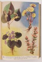 Varró Aladár Béla: Gyógynövények gyógyhatásai. Hazai gyógynövényeink ismertetése, gyűjtésének módja ...