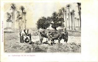 Labourage du blé en Egypte / Egyptian peasant, folklore