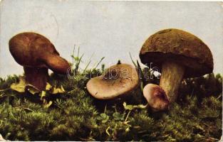 12 db RÉGI motívumlap két lithoval; gyümölcs csendélet, művész / 12 old motive cards with two lithos...