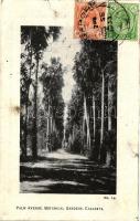 Calcutta, Kolkata; Palm Avenue, Botanical garden, TCV card