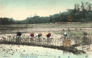 Chinese folklore, Planting a rice-field (EK)