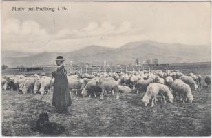 Freiburg im Breisgau, shepherd, sheep flock (EK)