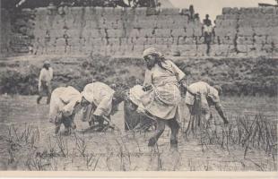 5 Repiquage au Riz / Madagascarian folklore from Antananarivo (Tananarive), rice transplanting (gluemark)