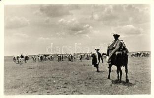 Hortobágy, terelik a gulyát, folklór