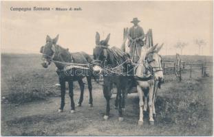 Campagna romana, Attaco di muli / Italian folklore from Roman Campagna, mule carriage