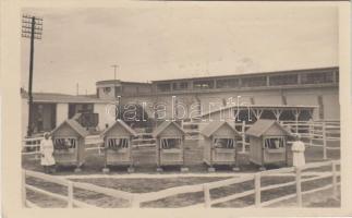 1952 Budapest, Országos Állattenyésztési kiállítás, tehenek, So. Stpl