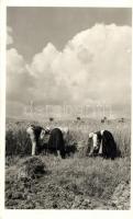 Csíkmadaras, aratás / harvest, folklore