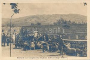 Erbeutete montenegrische Schafe im Defensionslager Avtovac / K.u.K. military, sheep caught in camp Avtovac