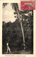 Un Monteur de Cocotiers / Coconut climber from Guadeloupe (b)