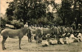 Paris, Jardin dAcclimatation, Gallas / Zebras, Oromo people