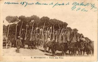 Beirut, Beyrouth; Foret des pins / Pine forest, donkey (EK)