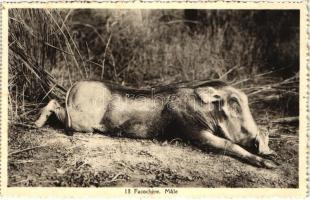 Facochere, Male / Hunted Warthog